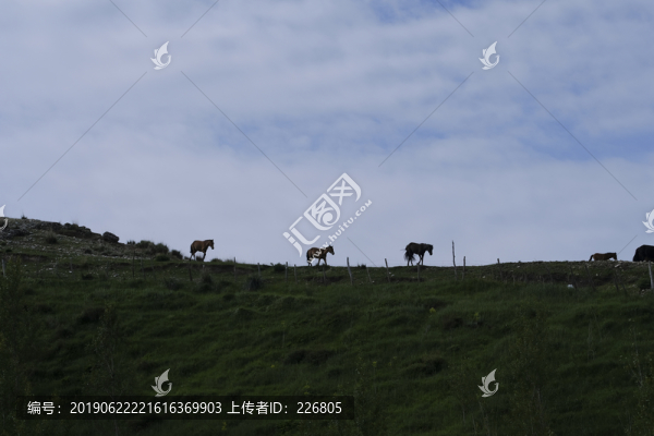 草原上的馬