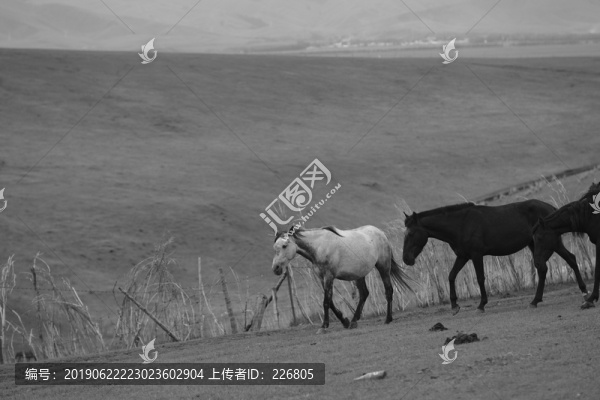 伊犁馬