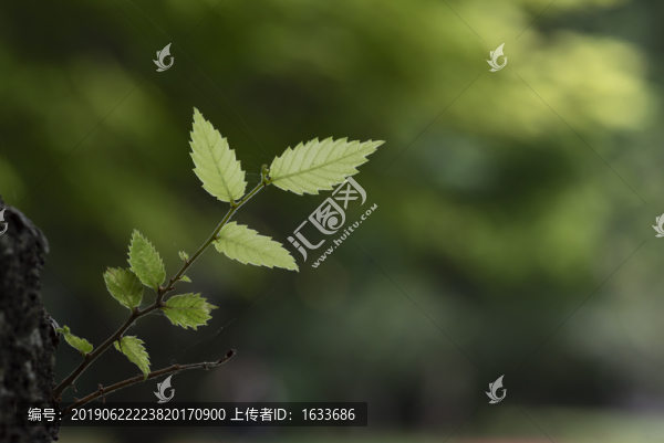 綠脈