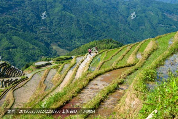 龍脊梯田