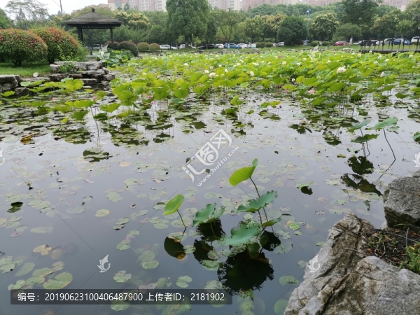 中國傳媒大學南廣學院荷葉