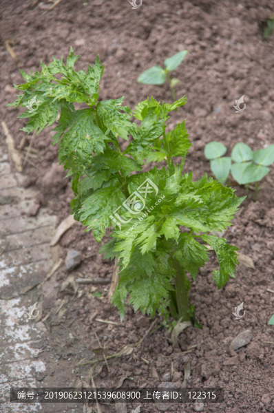 芹菜植株