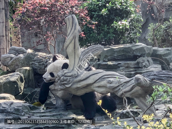 大熊貓