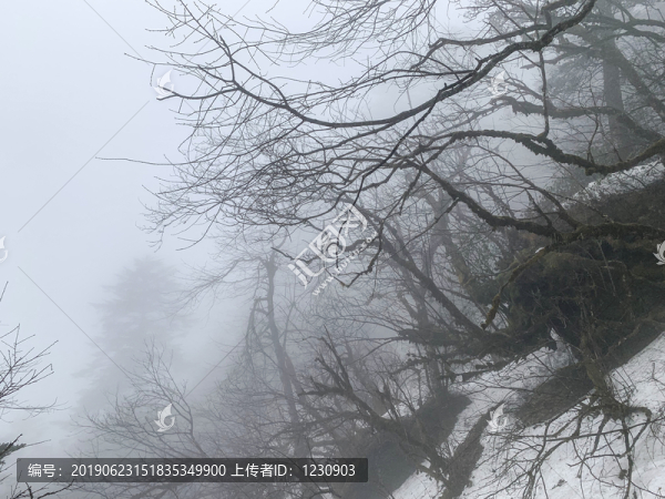 峨眉山樹林