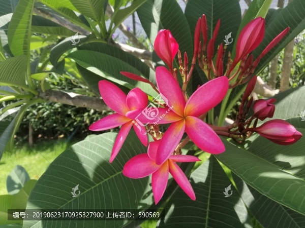 紅雞蛋花