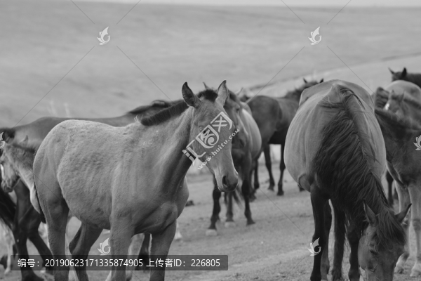 馬