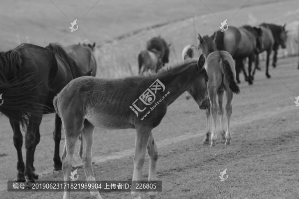 伊犁馬
