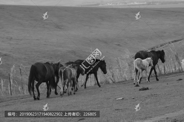 伊犁馬