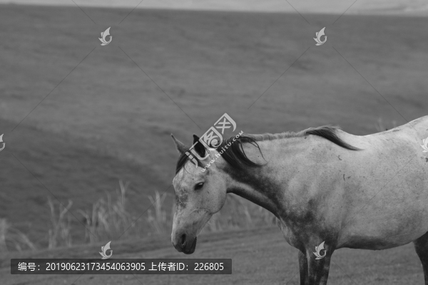 馬