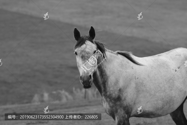 馬
