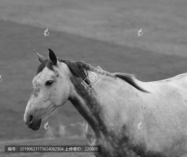 馬