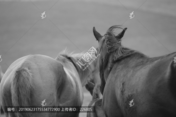 馬