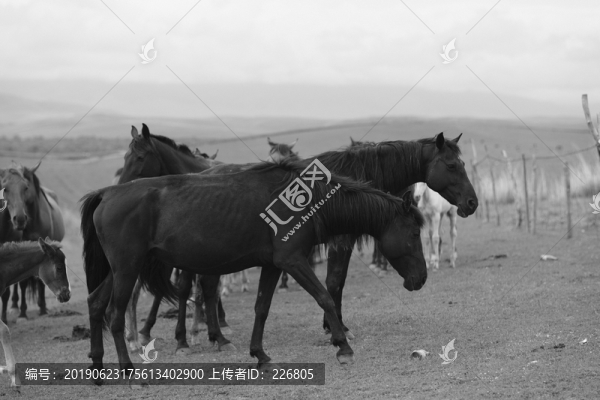 馬