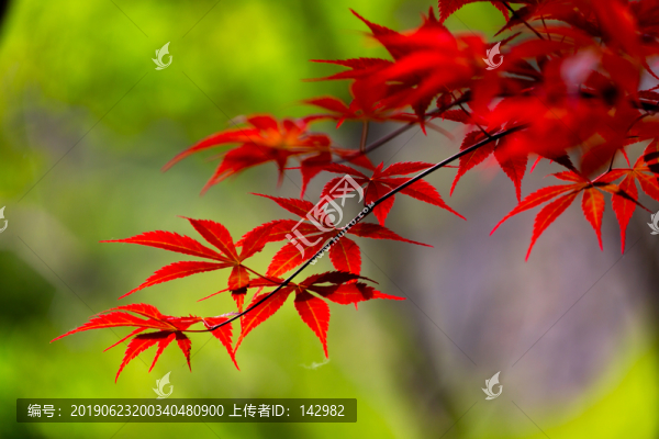 紅葉