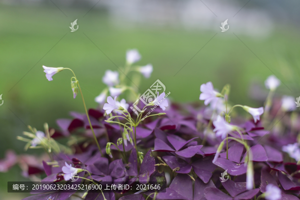 三葉草