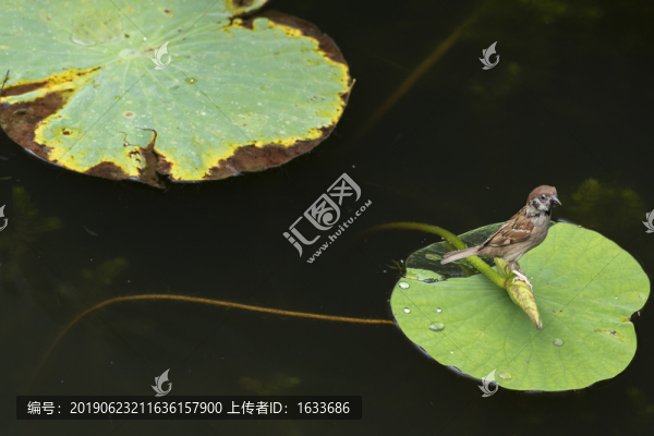 麻雀