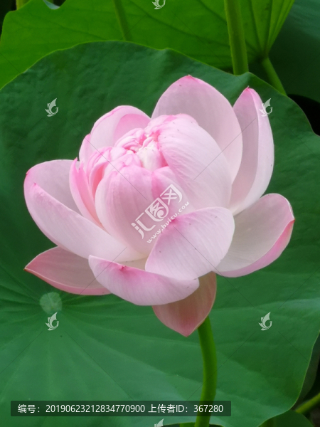 粉紅荷花特寫