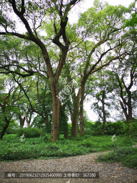樟樹(shù)林