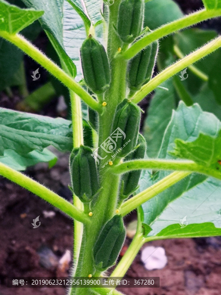 種植的芝麻特寫