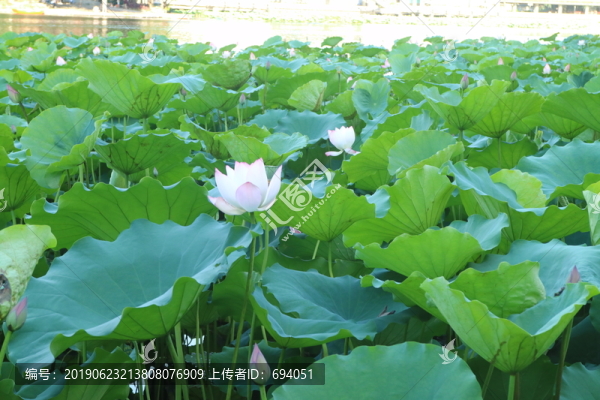 荷花