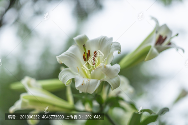 岷江百合