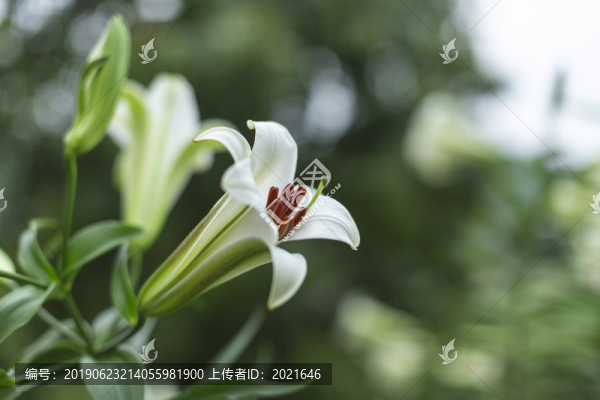 岷江百合