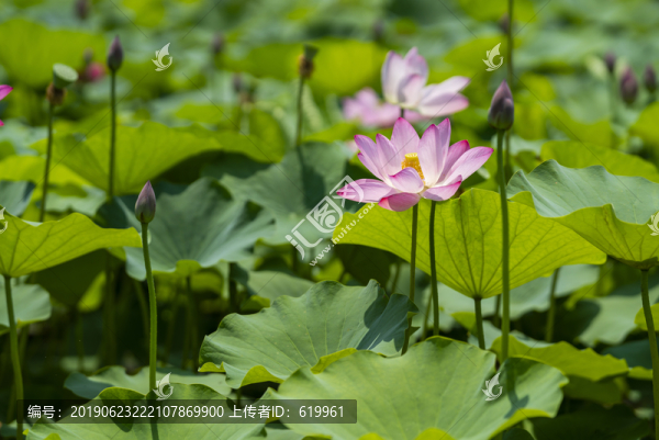 荷花