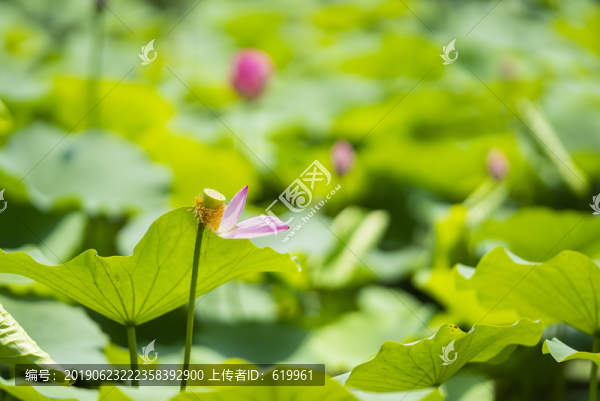 荷花