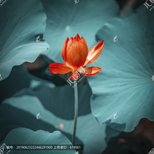 水墨荷花