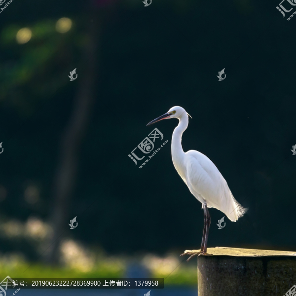 白鷺
