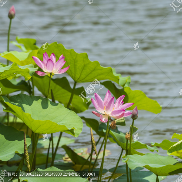 荷花