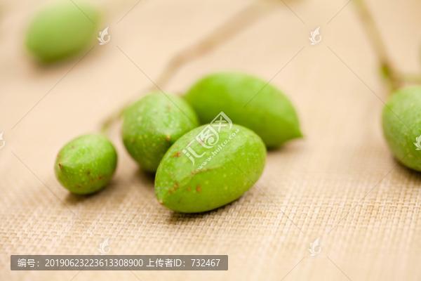 綠色白玉蘭花花苞特寫