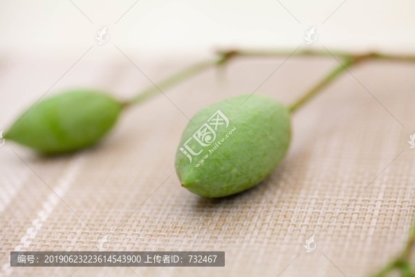 綠色白玉蘭花花苞特寫