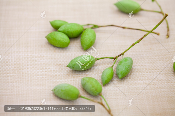 綠色白玉蘭花花苞特寫