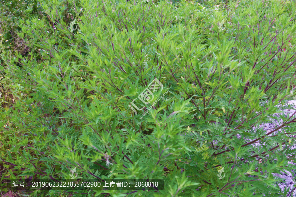 植物