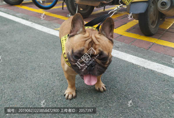 斗牛犬