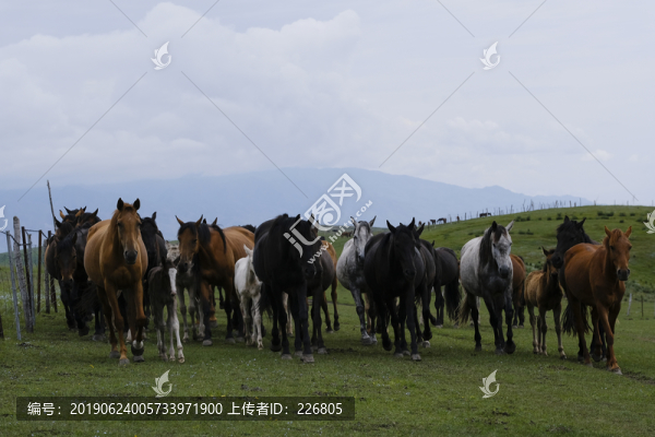 馬