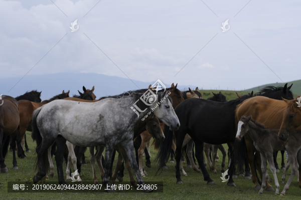馬