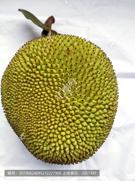 波蘿蜜