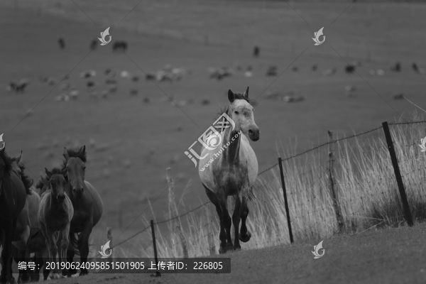 草原上的馬