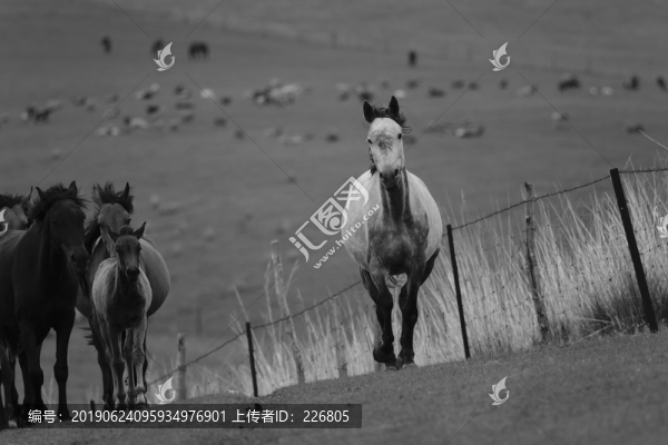 草原上的馬