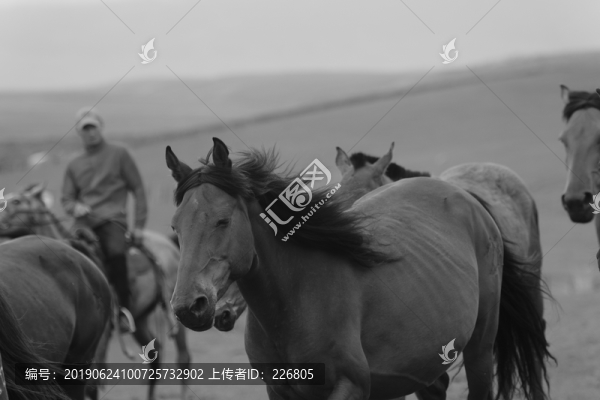伊犁馬