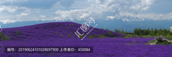 薰衣草
