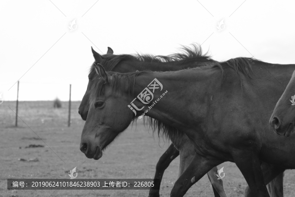 草原上的馬
