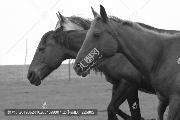 草原上的馬