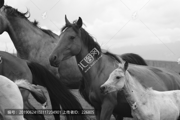 草原上的馬