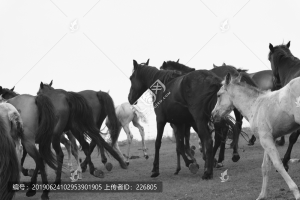 草原上的馬