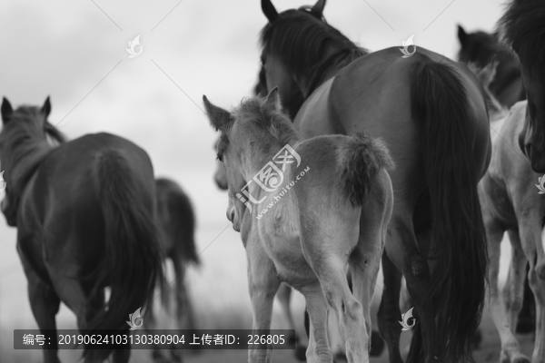 草原上的馬
