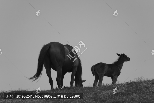 草原上的馬