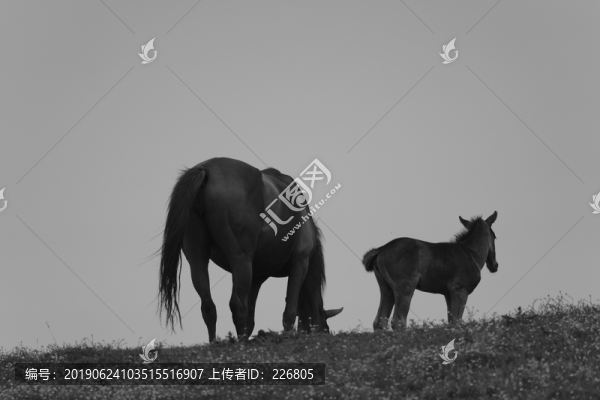 草原上的馬